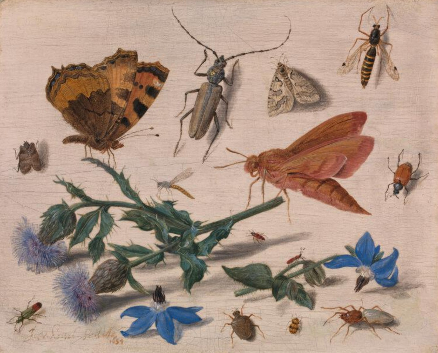 jan-van-kessel-the-elder-insects-with-creeping-thistle-and-borage.4