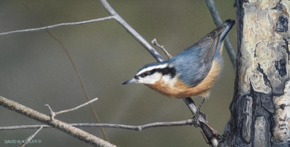 nuthatch_ii
