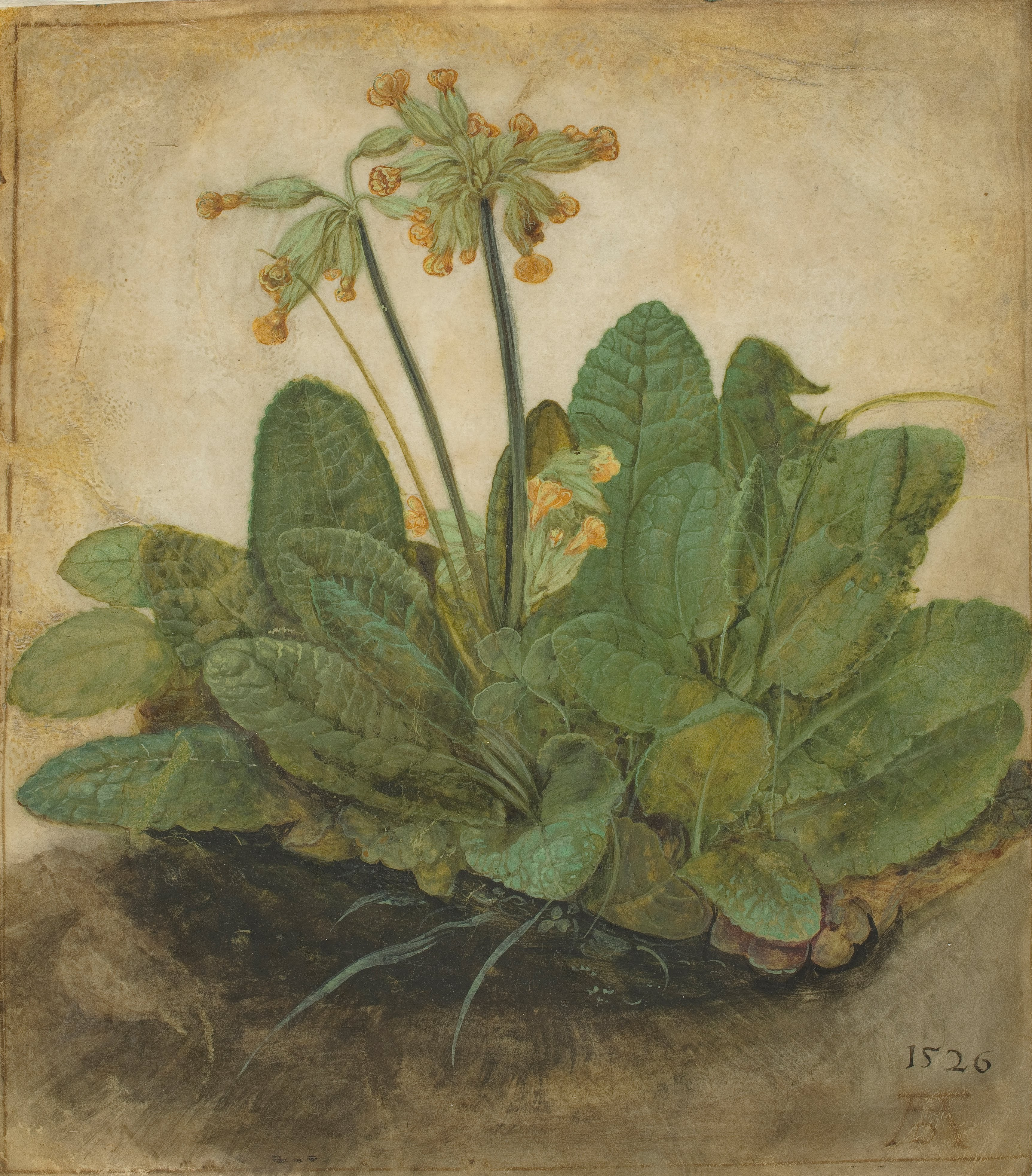 albrecht_dc3bcrer_-_tuft_of_cowslips_-_google_art_project