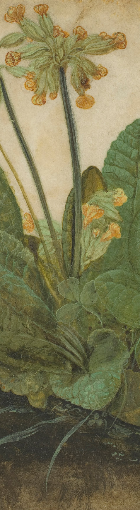 aScreenshot_2018-11-27 albrecht_dc3bcrer_-_tuft_of_cowslips_-_google_art_project-e1543181425420 jpg (JPEG Image, 3433 × 3913[...]